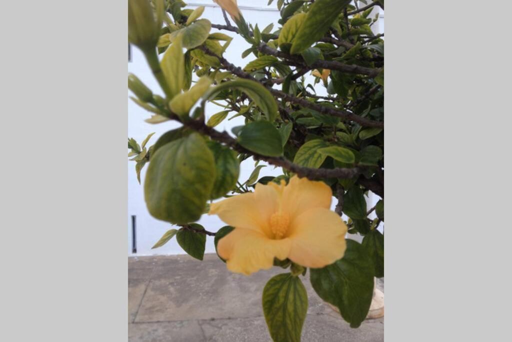 Casa Bela Vista Lagos Centerアパートメント エクステリア 写真